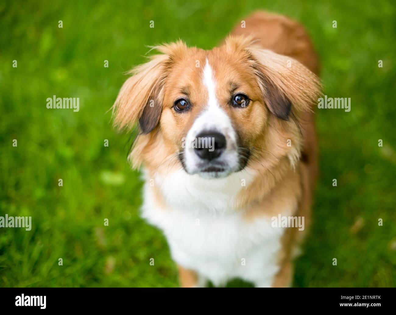Un perro y blanco de raza Saniel mezclada con pelo suave en sus orejas, mirando a la cámara Fotografía de stock - Alamy