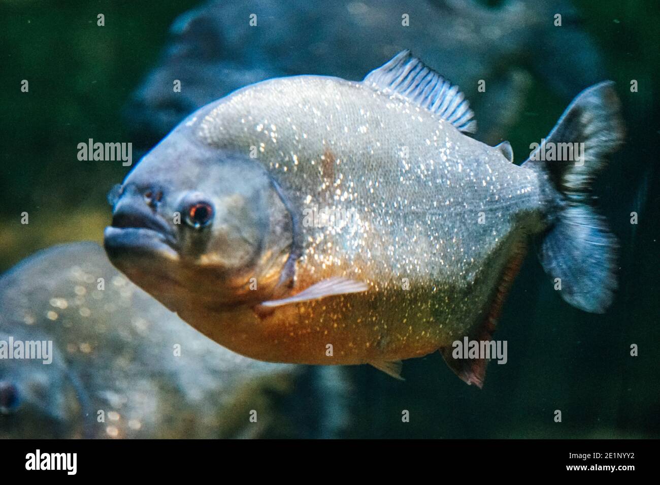 Piranha Fish - vista lateral Foto de stock