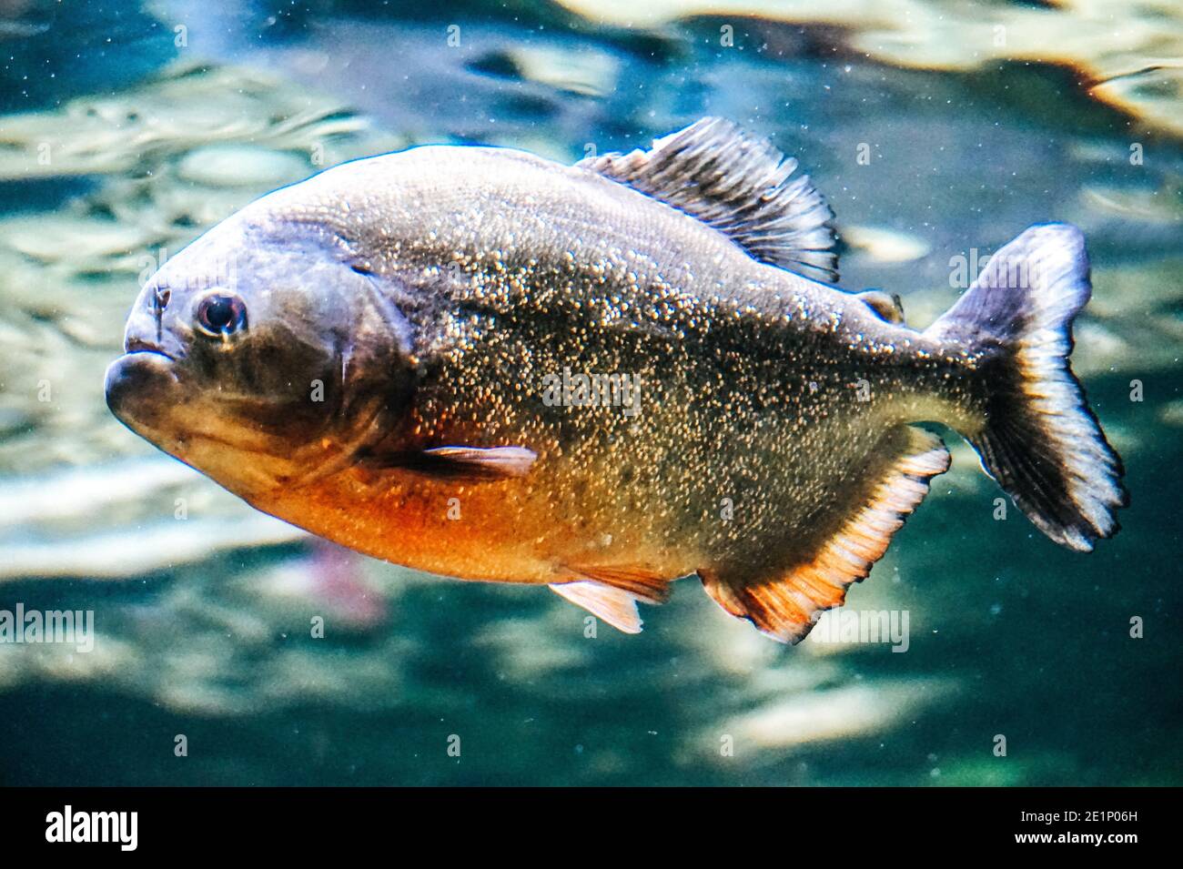 Piranha Fish - vista lateral Foto de stock