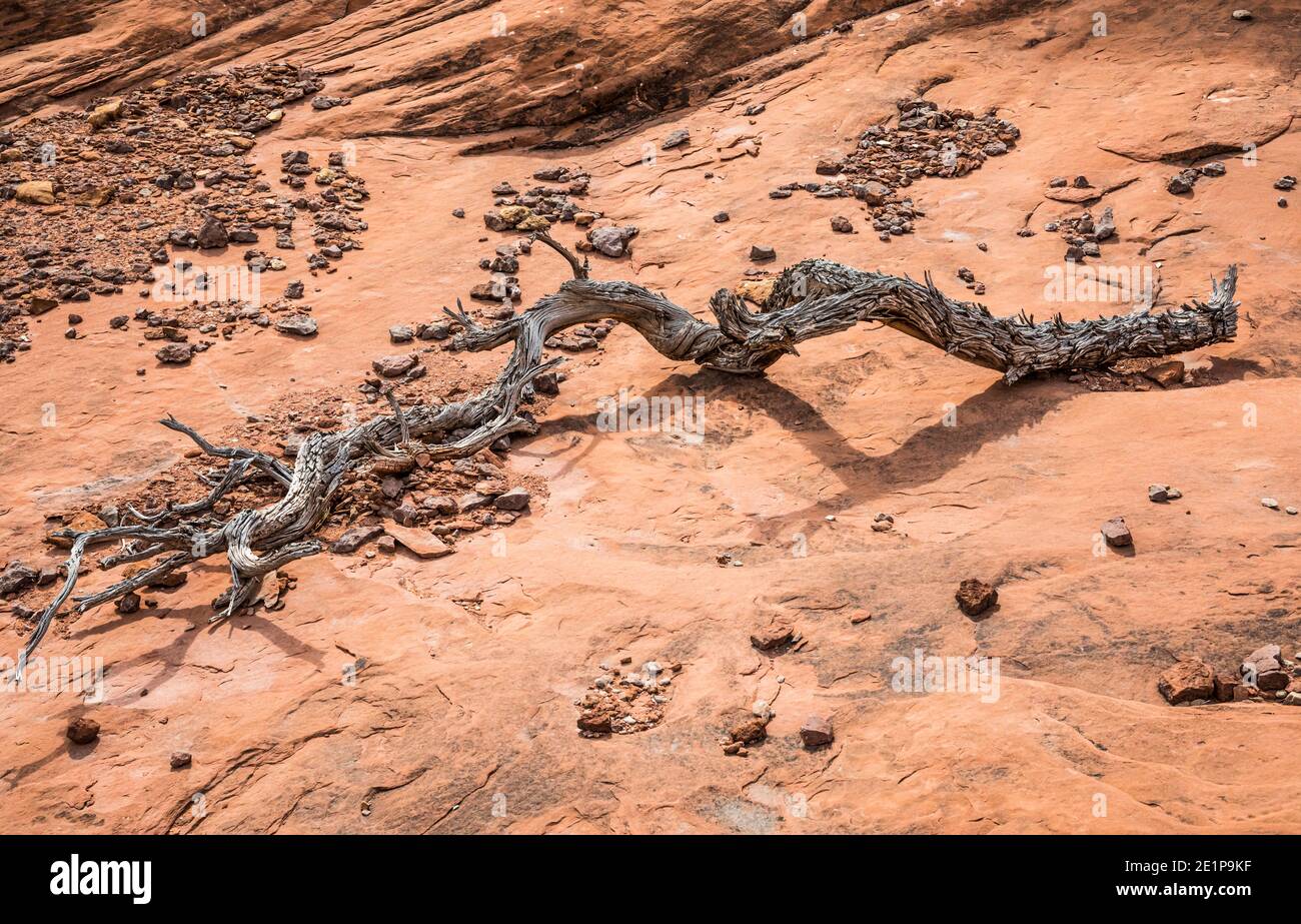 Un viejo árbol muerto de Juniper sigue siendo y rocas. Luchas del desierto. Needles District, Canyonlands National Park, Utah, Estados Unidos. Foto de stock