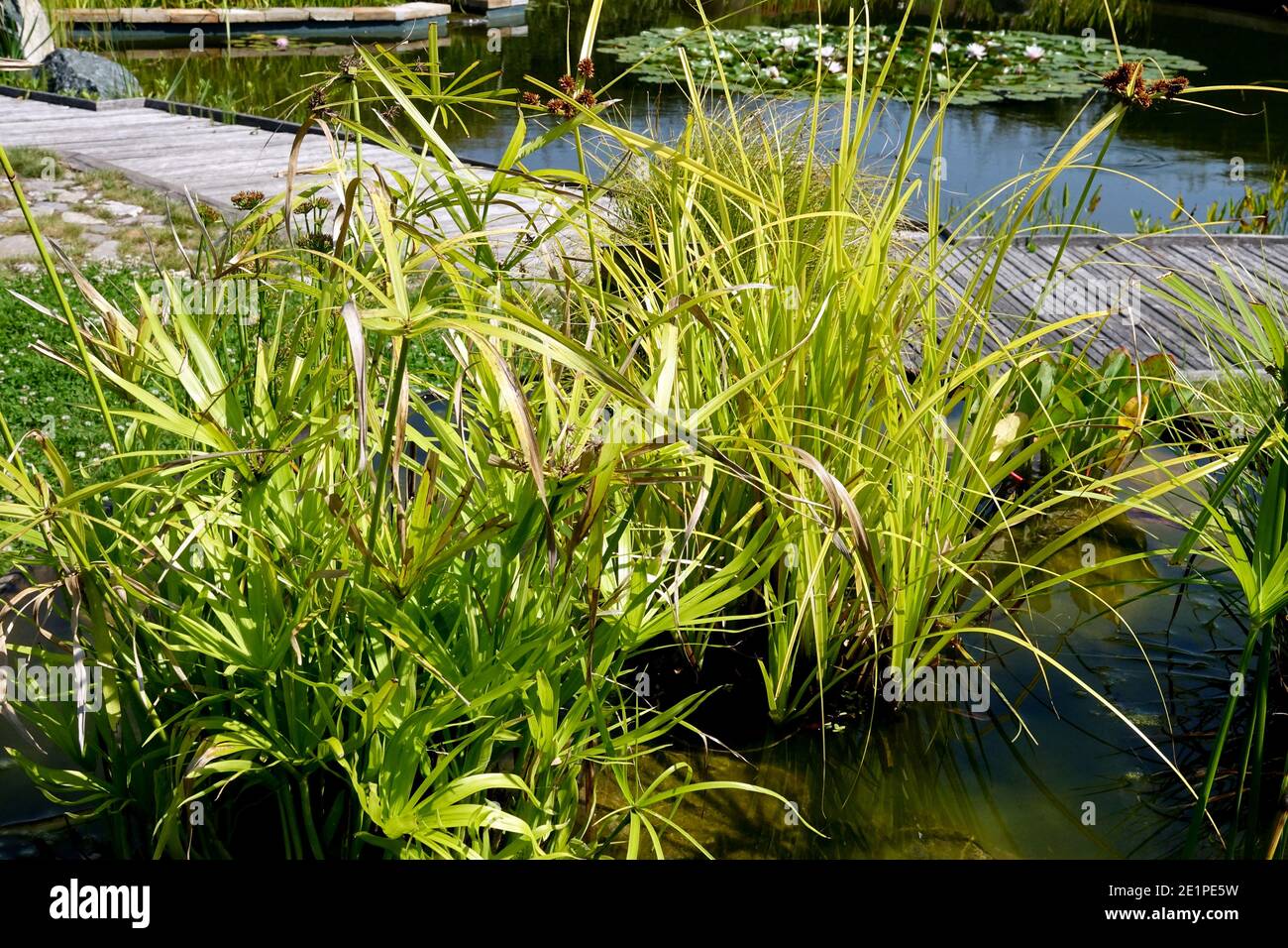 Plantas acuáticas creciendo en un contenedor y paisaje de un sendero de madera alrededor de un estanque de jardín Foto de stock