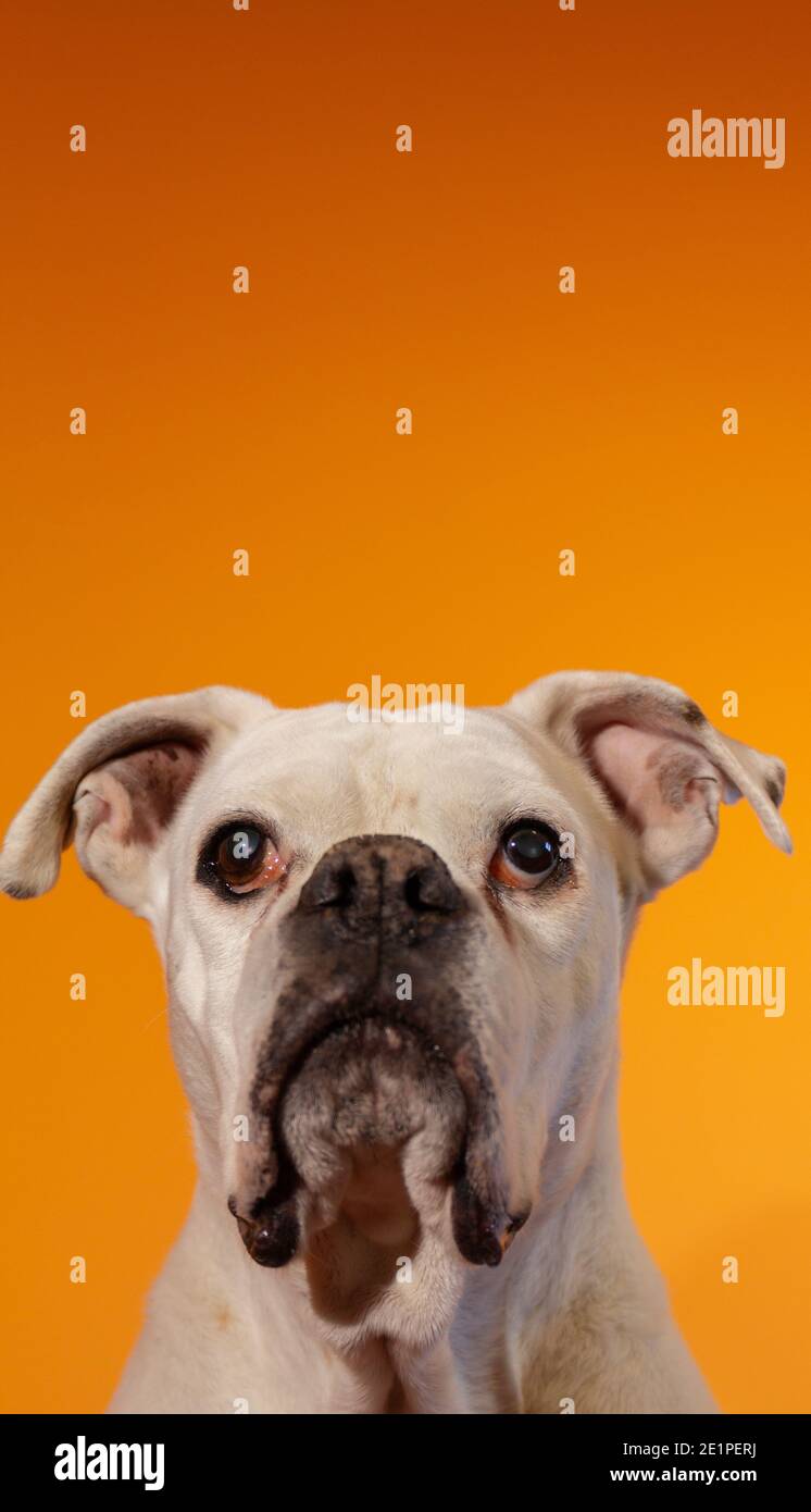 Retrato de un perro boxer blanco sobre un fondo naranja. Foto de stock