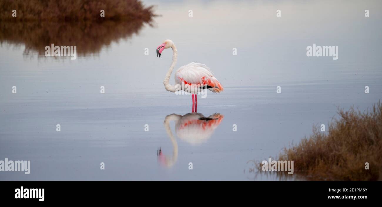 rebaño de flamencos en su ecosistema natural Foto de stock