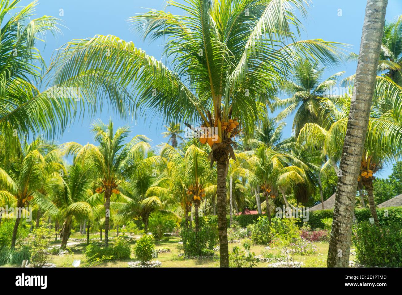 Cocotero o árbol de coco (Cocos nucifera) Foto de stock