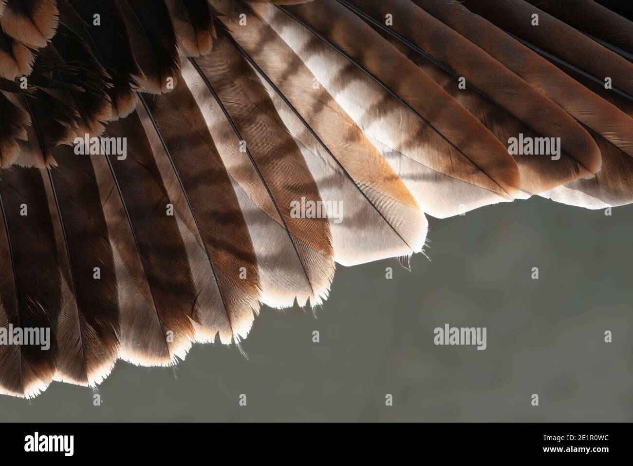 Detalle de plumas de ala de kite rojo (Milvus milvus), Reino Unido Foto de stock