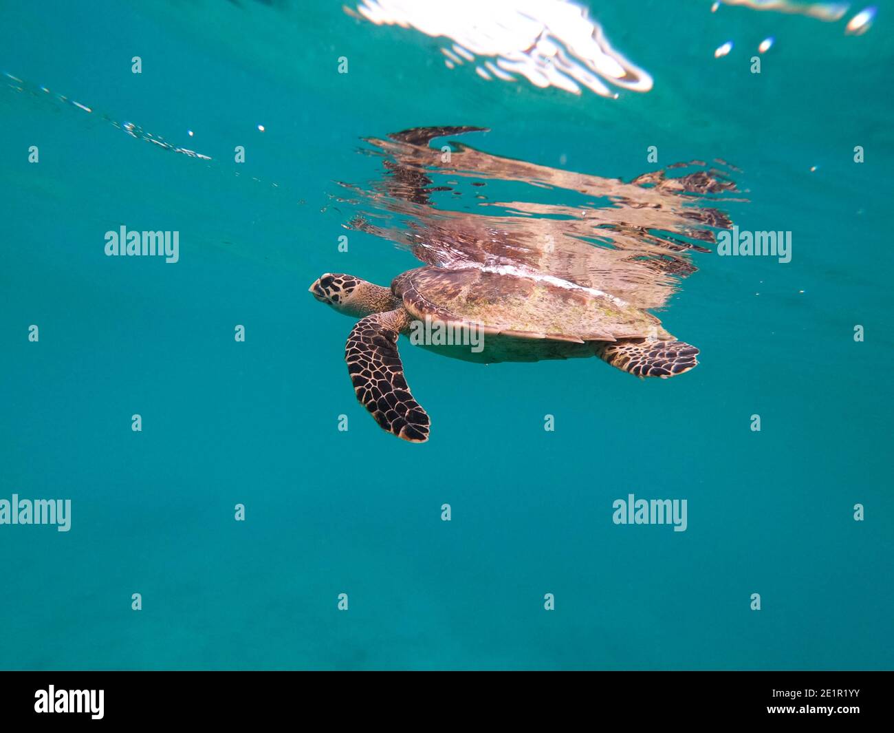 Tortuga carey (Eretmochelys imbricata) en el agua azul claro, Seychelles Foto de stock