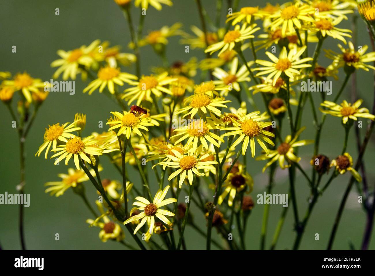 Ragwort común Senecio jacobaea flores silvestres europeas Foto de stock