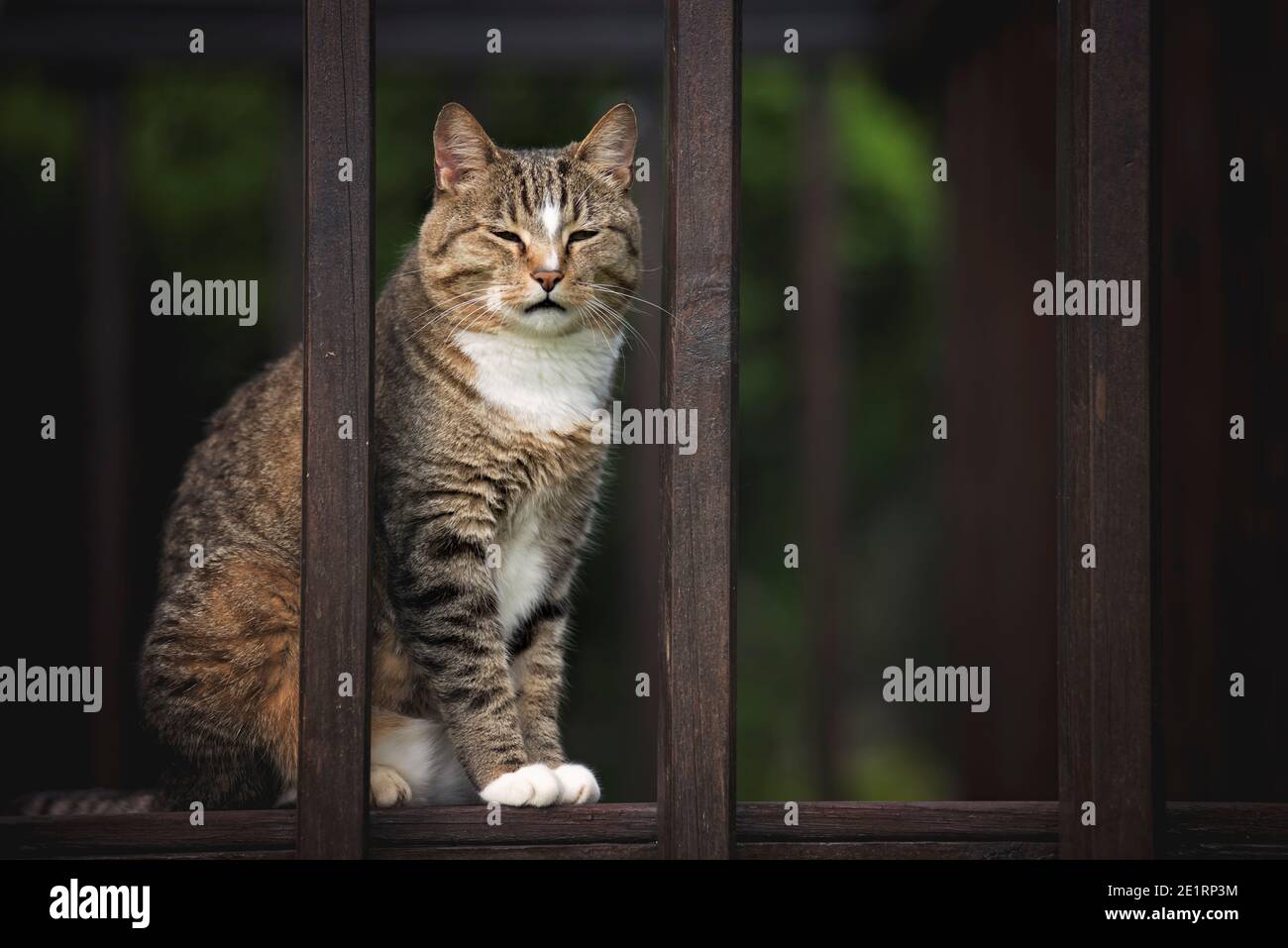 feliz gato jugando en una terraza Foto de stock