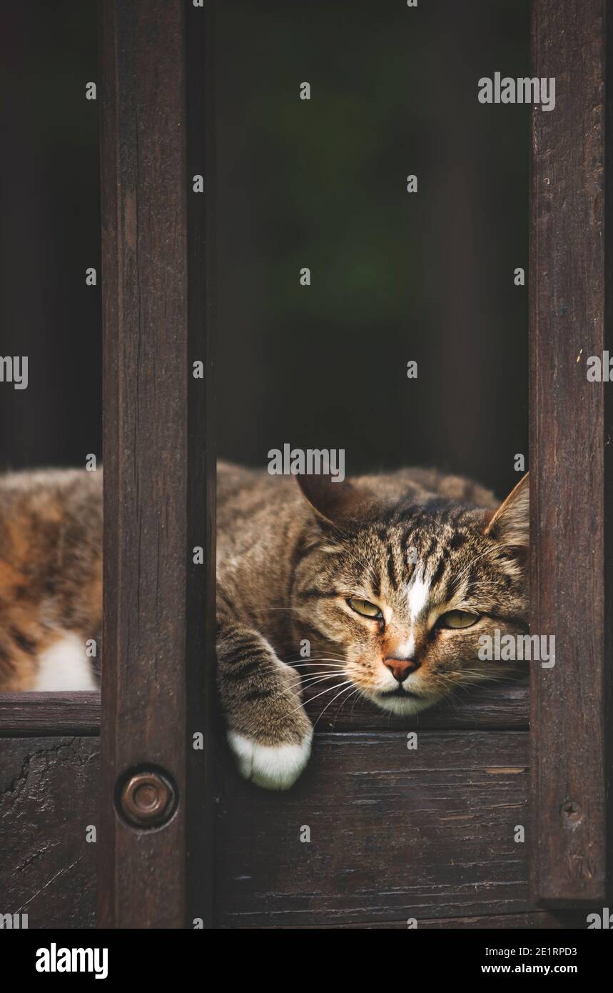 feliz gato jugando en una terraza Foto de stock