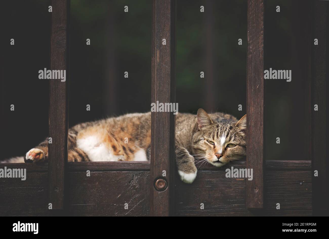feliz gato jugando en una terraza Foto de stock