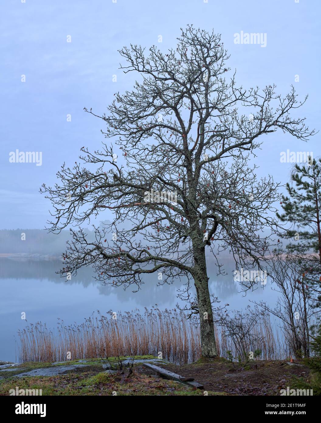 Neblina de invierno con un árbol que crece en Råholmen, Bogesundslandet, en las afueras de Vaxholm, Suecia Foto de stock