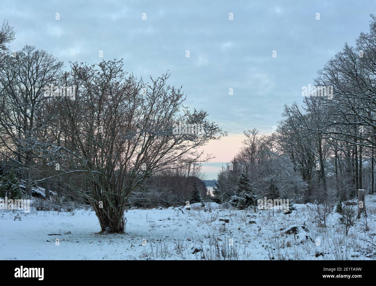 Pradera de invierno con árboles en Bogesundslandet, entre Sandvreten y Kvarnberget, en las afueras de Vaxholm, Suecia Foto de stock