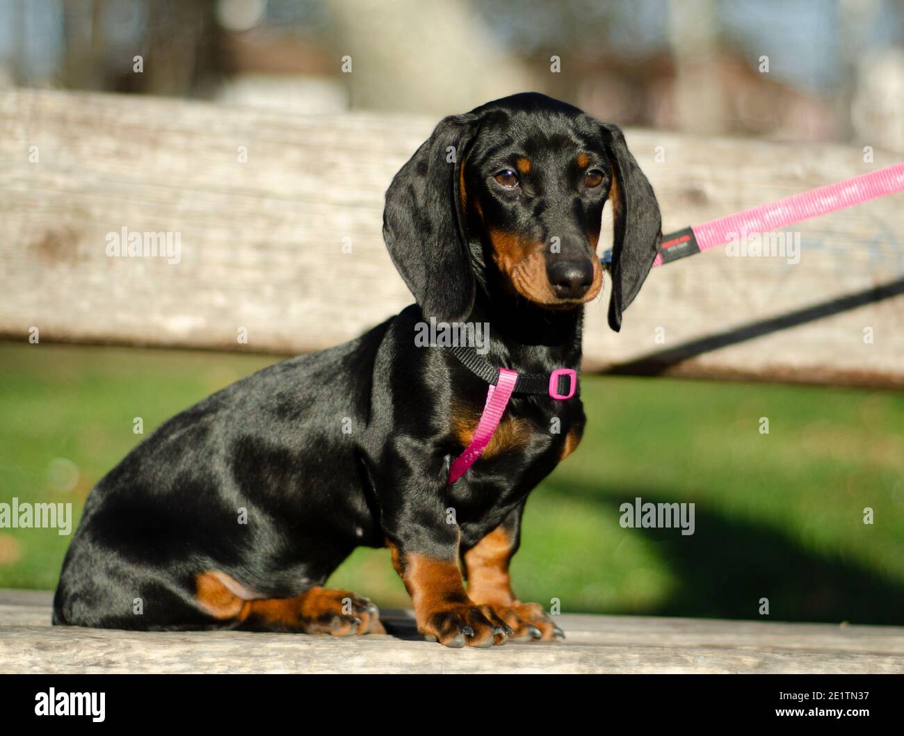 Perro salchicha negro fotografías e imágenes de alta resolución - Alamy