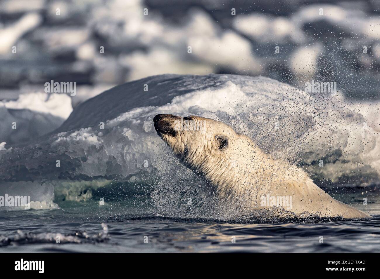 Un oso polar adulto sano nadará entre el hielo El océano ártico al norte de Spitzbergen Foto de stock