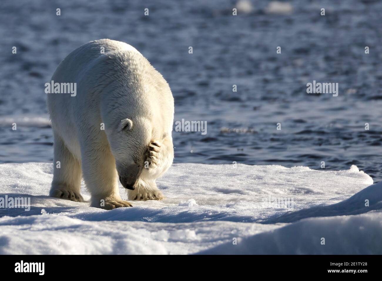 Oso polar adulto parado sobre un hielo y rascándose Su cabeza en el océano  ártico al norte de Spitzbergen Fotografía de stock - Alamy