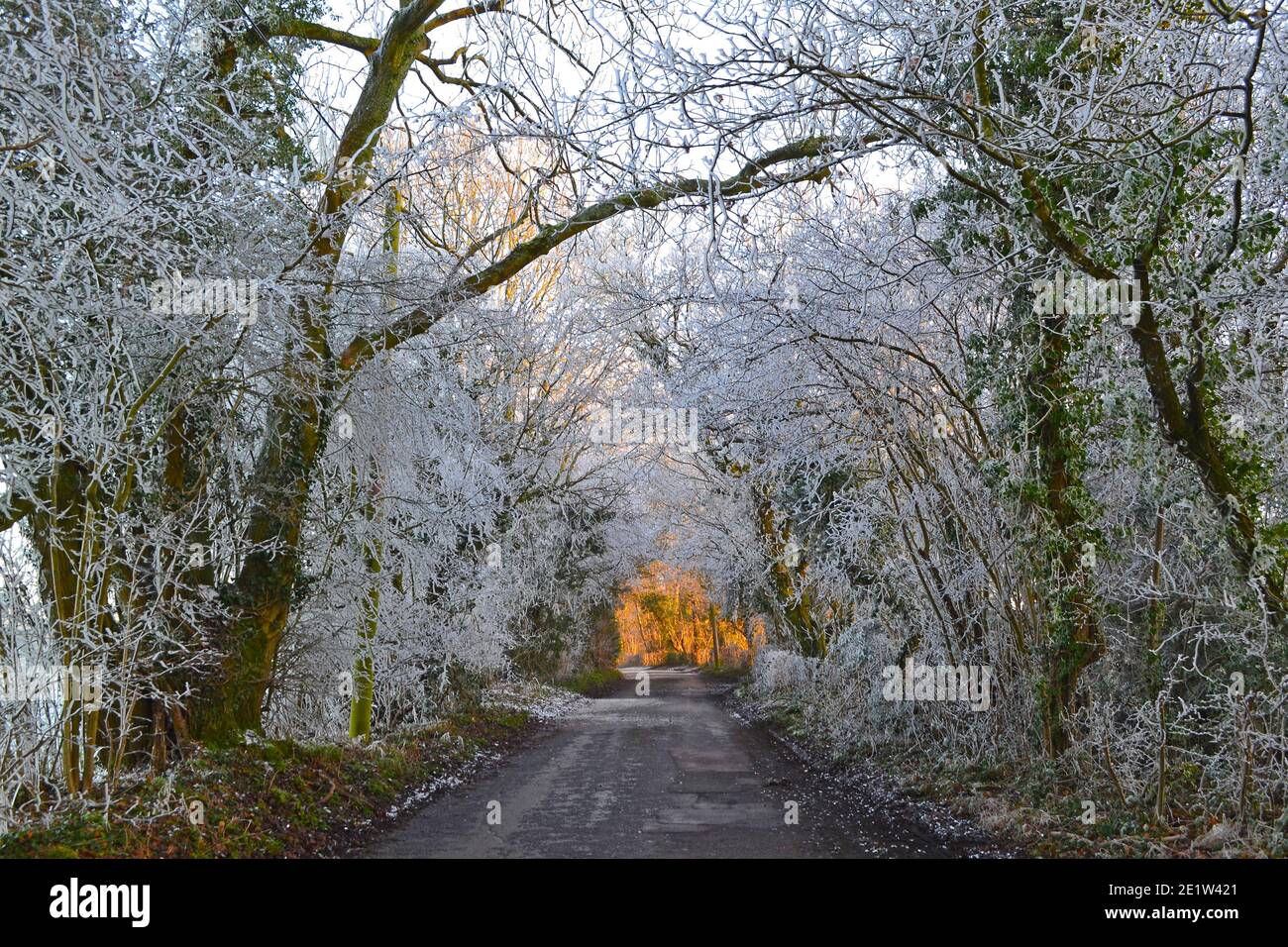 Fackenden Down, en Kent, cerca de Sevenoaks, en nieve y heladas en enero de 2021 a última hora de la tarde. Árboles helados, vistas brumosas, ramas escarchadas, carretera helada Foto de stock