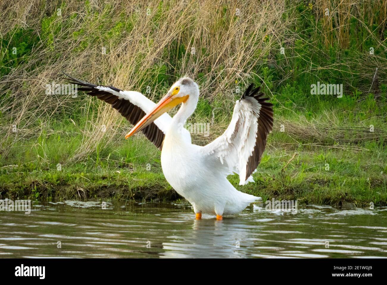 Un adulto no reproductivo Pelican Blanco Americano (Pelecanus erythrorhynchos) al lado de un estanque en Beaumont, Alberta, Canadá. Foto de stock
