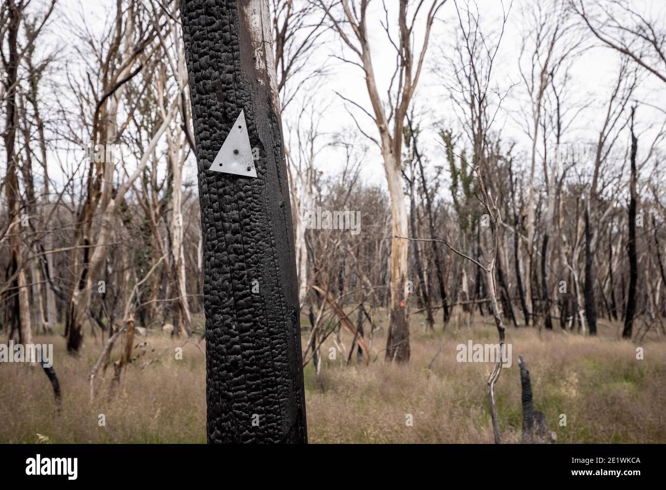 Vista de un árbol dañado de fuego y marcador de senderos en el país alto de Victoria, Australia Foto de stock