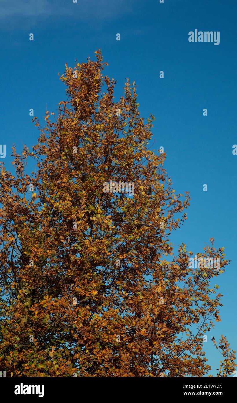 Roble común (Quercus robur) en colores otoñales sobre cielo azul Foto de stock