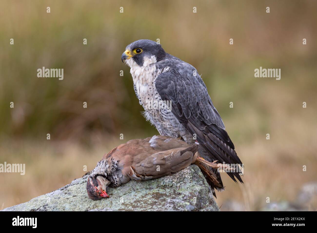 Peregrine (Falco peregrinus) con presa de perdiz de patas rojas, controlada, Cumbria, Reino Unido Foto de stock