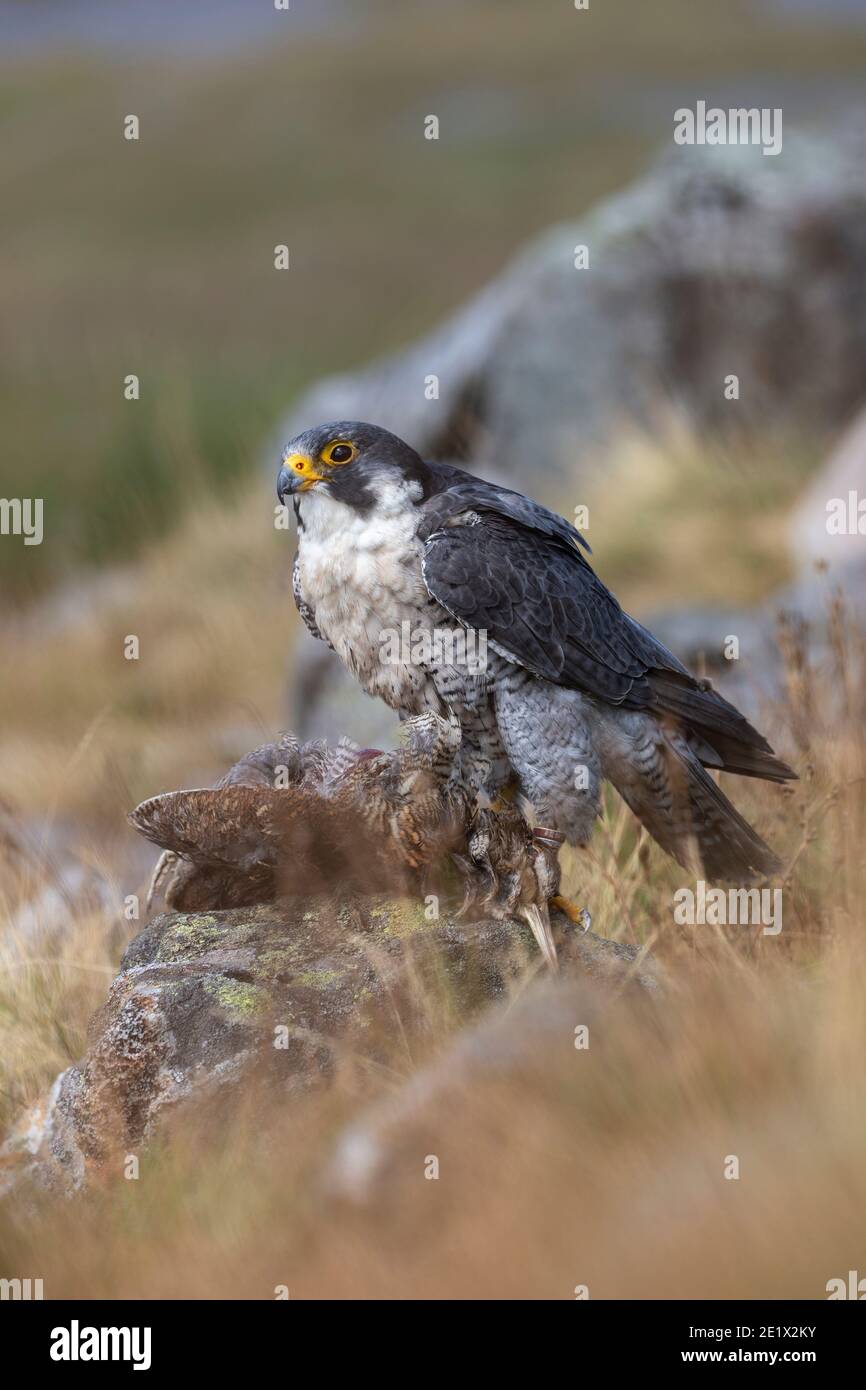 Peregrine (Falco peregrinus) con presa de snipe, controlada, Cumbria, Reino Unido Foto de stock