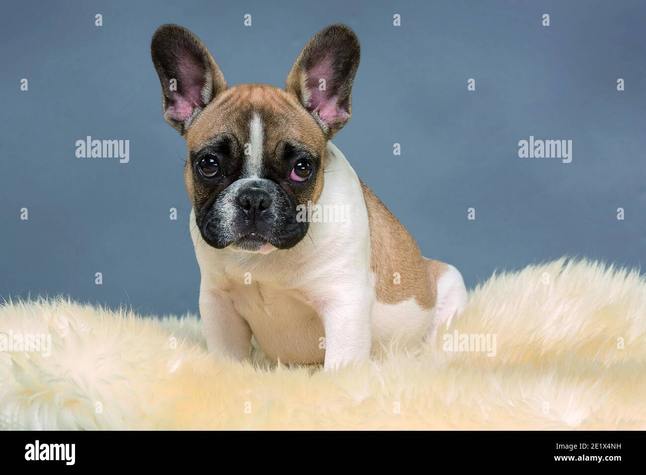 Bulldog francés, cachorro, Bullys francés, blanco marrón claro y con cara  oscura, sentado en piel, fotografía de estudio Fotografía de stock - Alamy