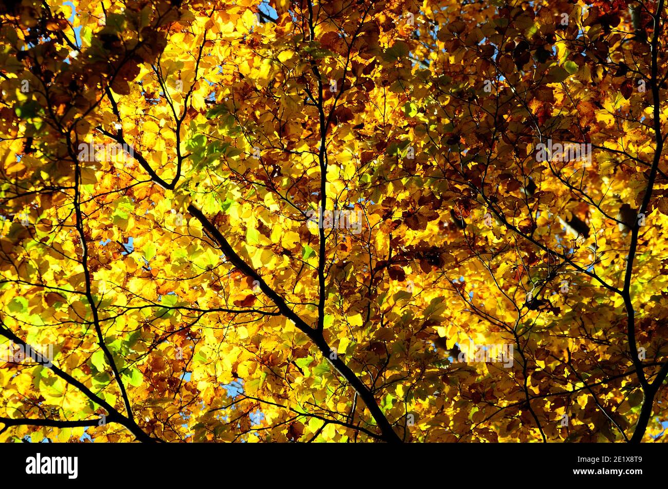 árbol con hojas coloridas en otoño Foto de stock