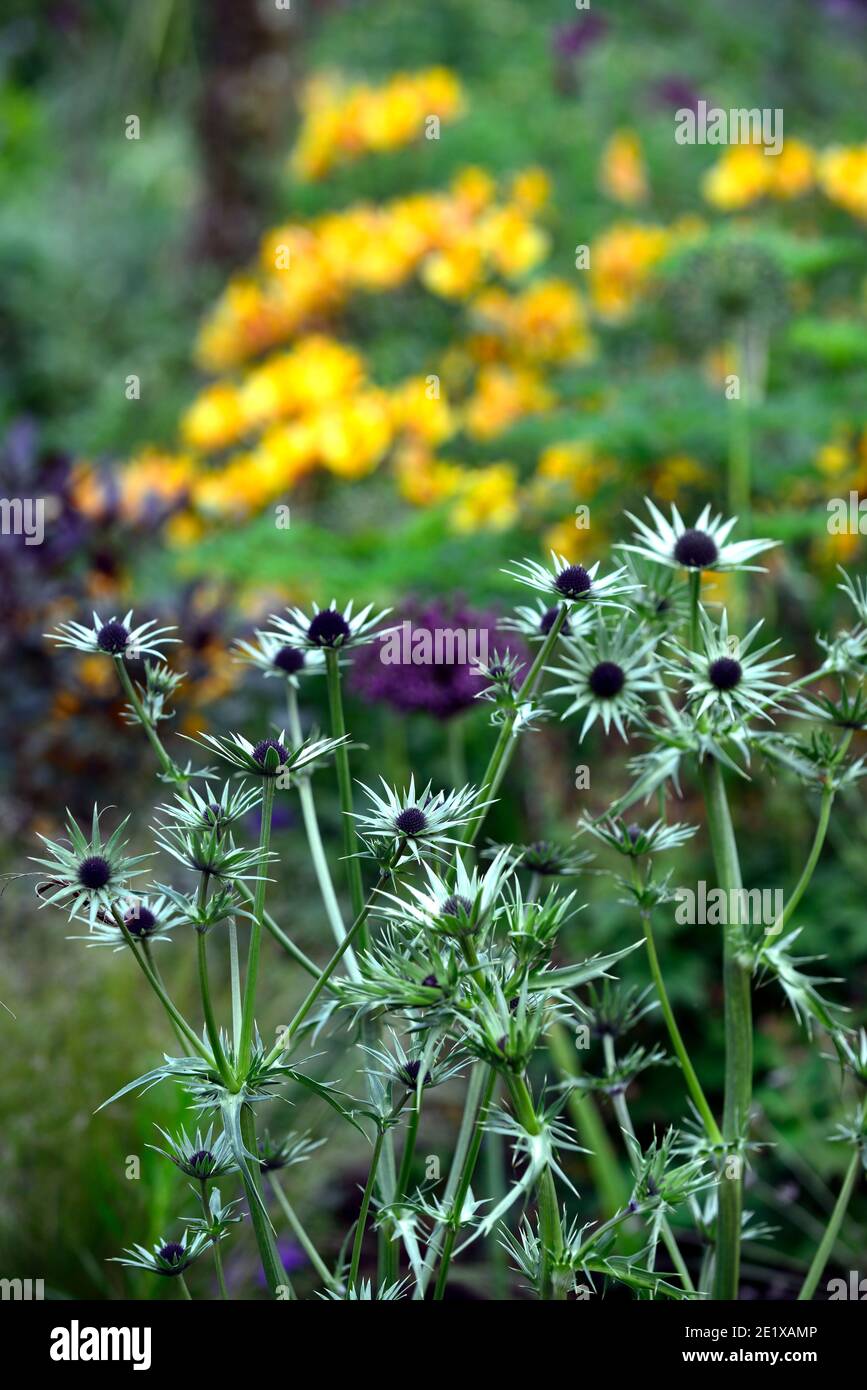 eryngium guatemalense,flores,flores,borde mixto,acebo marino
