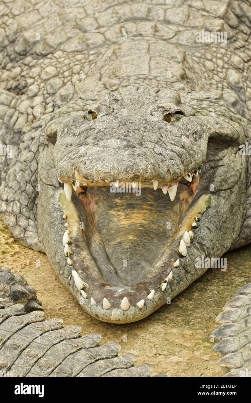 Cocodrilo del Nilo, Crocodylus niloticus, un gran cocodrílido de hábitats de agua dulce en África Foto de stock