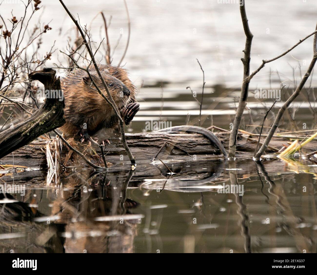 Fotos de stock de muskrat. Muskrat sentado en un tronco que muestra su piel marrón, cola con un fondo de agua borrosa en su entorno y hábitat. Imagen. Imagen Foto de stock