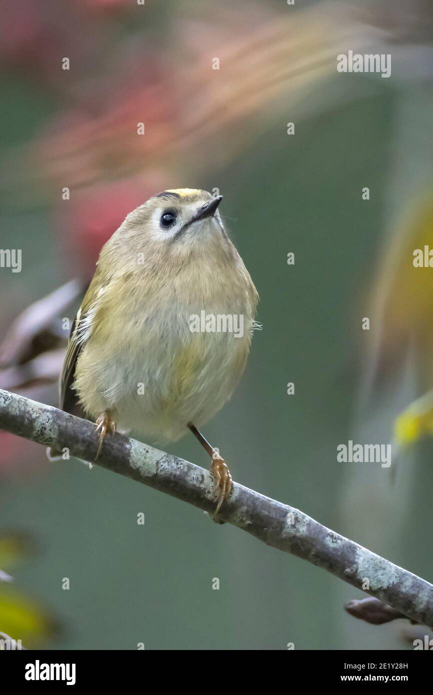 Pájaro Goldcrest, Regulus regulus, forrajeo a través de ramas de árboles y arbustos Foto de stock