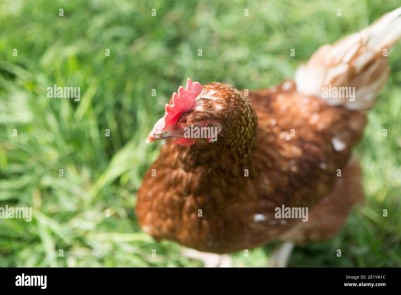 Una gallina de campo libre en una granja británica en Escocia, Reino Unido. Foto de stock