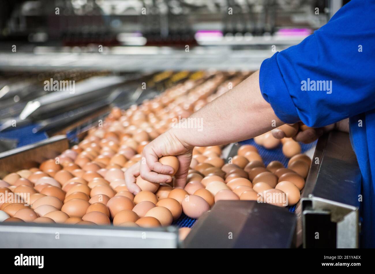 Un trabajador ordena huevos de gama libre en una línea de producción en una granja británica en Escocia, Reino Unido. Foto de stock