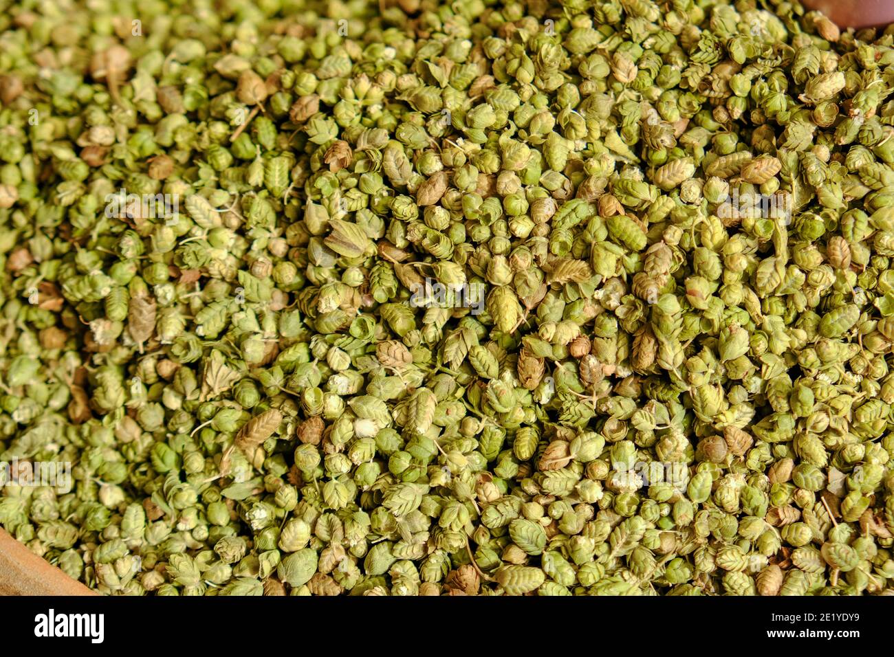 Montón de especias de tomillo seco. Hierbas saludables, orgánicas y deliciosas para la cocina. Ingrediente delicioso y natural. Tipo de origanum onites. Foto de stock