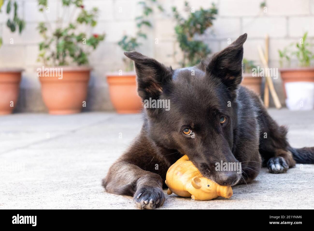 perro pastor alemán negro jugando con juguete Foto de stock