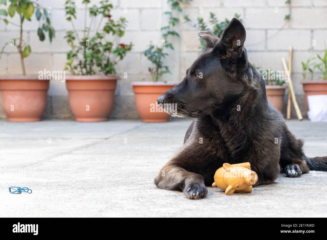 perro pastor alemán negro jugando con juguete Foto de stock