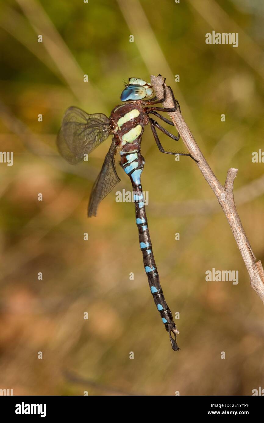 Darner Dragonfly macho de Persephone, Aeshna persephone, Aeshnidae. Posado. Foto de stock