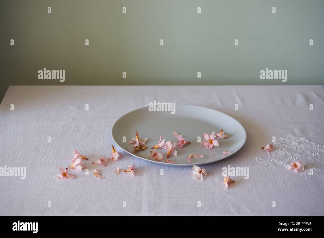 la vida de los oléanders rosados en un plato blanco llano Foto de stock
