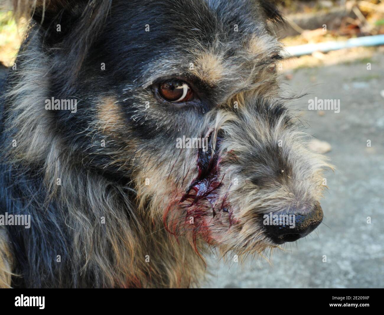 Sangre roja exudó la herida en la cara del perro de lucha, heridas de cachorro, cerca de la cabeza de una mascota peluda de color marrón y negro Foto de stock