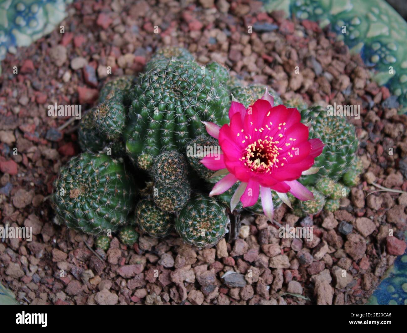 Lobivia Arachnacantha, Echinopsis Ancistrophoria ssp. Arachnacantha. Flor de cactus rosa intenso, Cactaceae Foto de stock