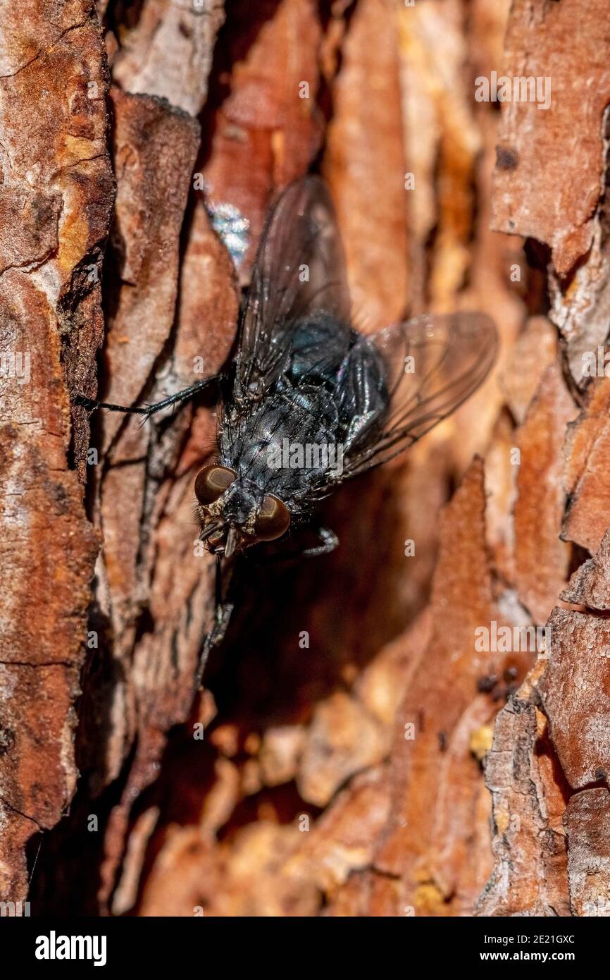 Mosca negra en un pino de espalda, incect Foto de stock