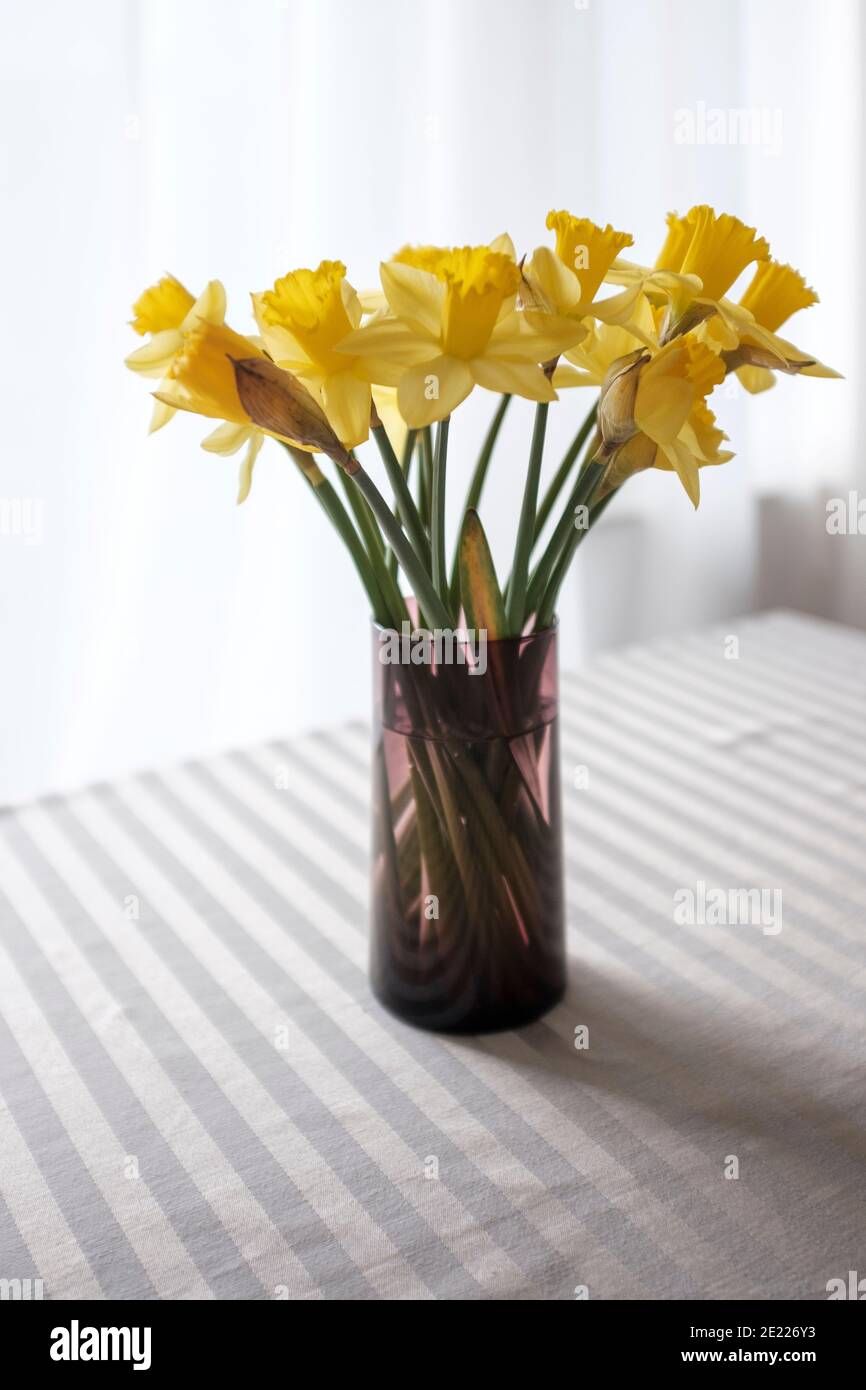 Narcisos amarillos - un símbolo de la primavera y simbolizan nuevos comienzos y. renacimiento Foto de stock