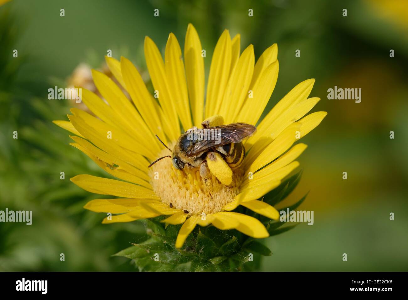 Saw-Leaf Daisy con Bumblebee Foto de stock
