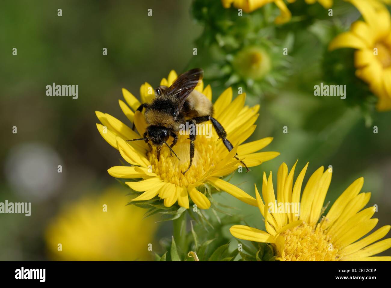 Saw-Leaf Daisy con Bumblebee Foto de stock