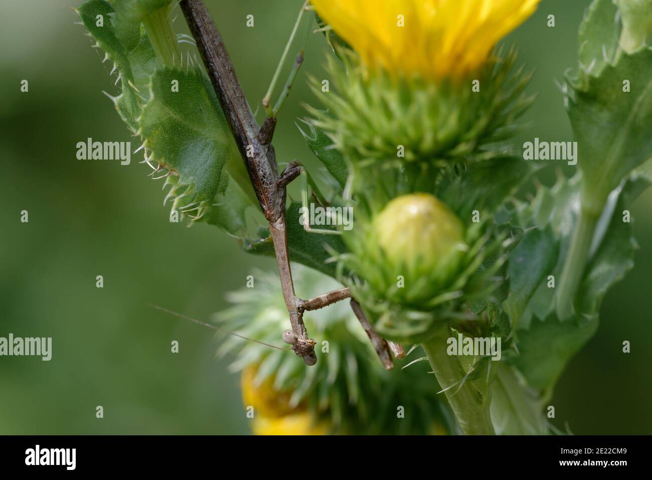 Saw-Leaf Daisy con mantis rezando Foto de stock