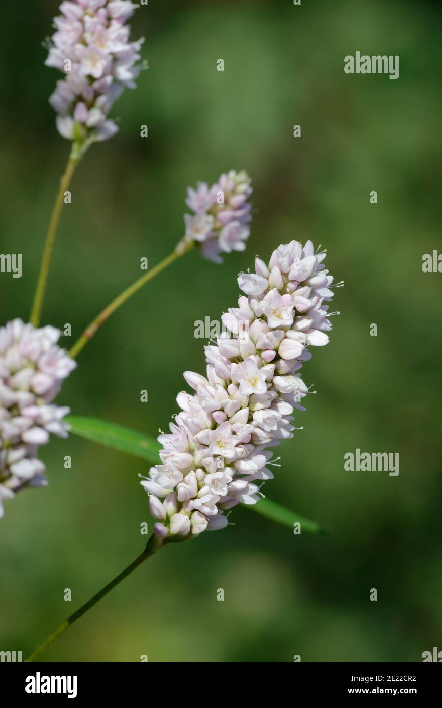 Carey's Smartweed Foto de stock
