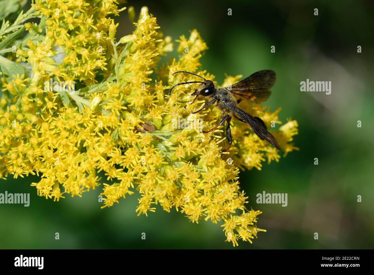 Vara de oro Foto de stock