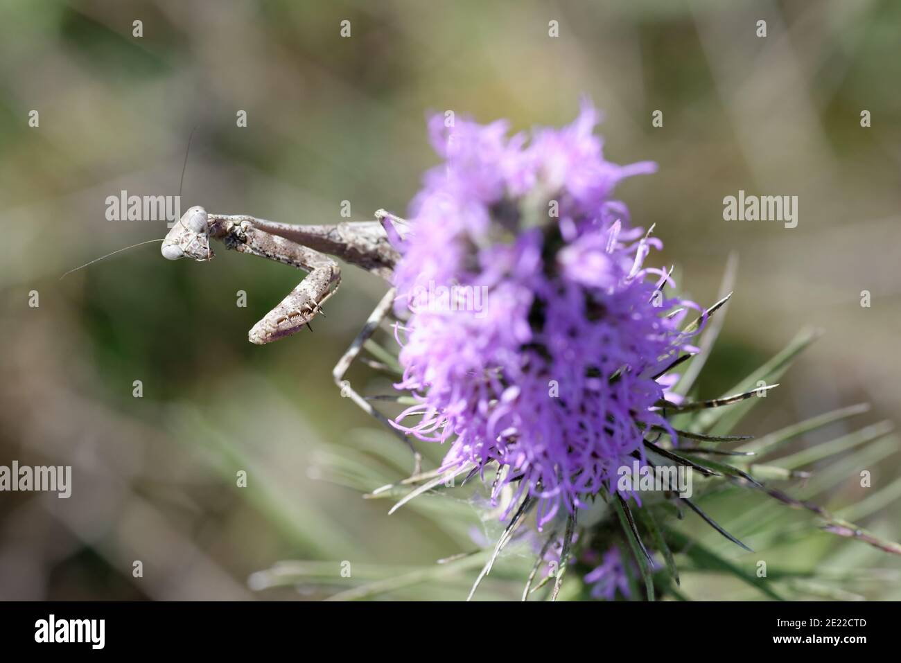 Gayfeather con mantis rezando Foto de stock
