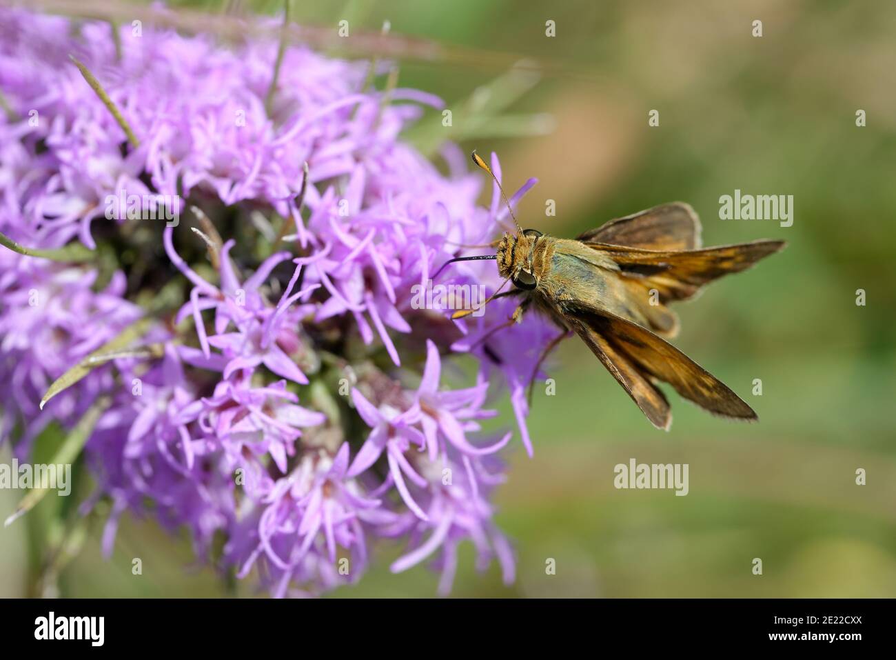 Gayfeather con Fiery Skipper Foto de stock