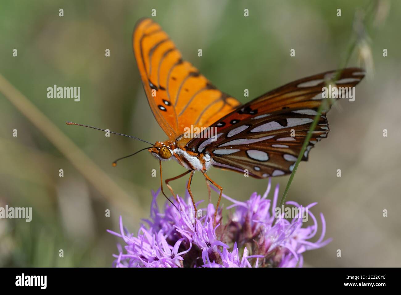 Gayfeather con el Golfo Frutillary Foto de stock